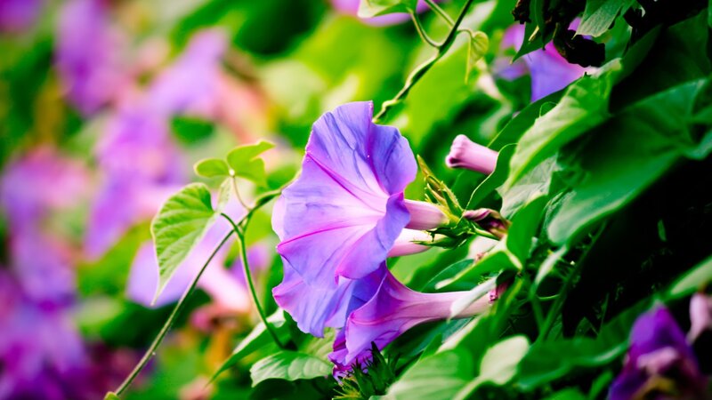 purple morning glory flowers