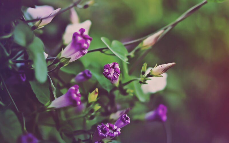 purple morning glory flowers