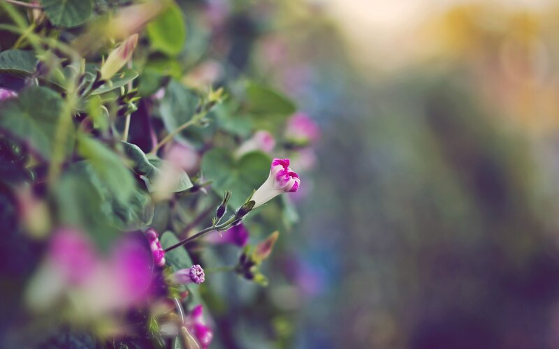 purple morning glory flowers