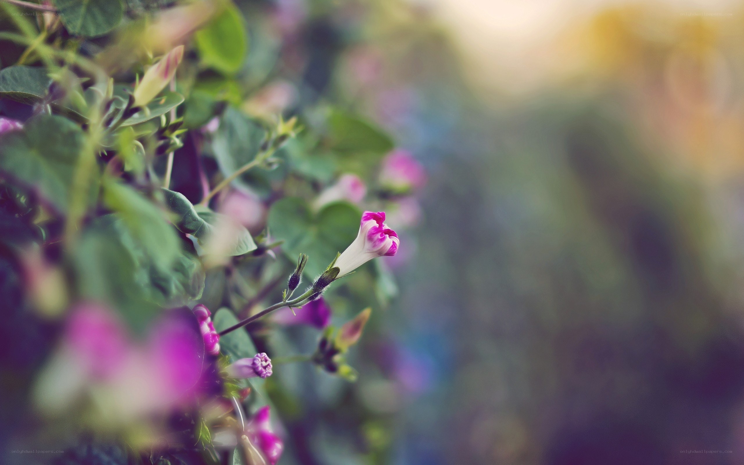 purple morning glory flowers