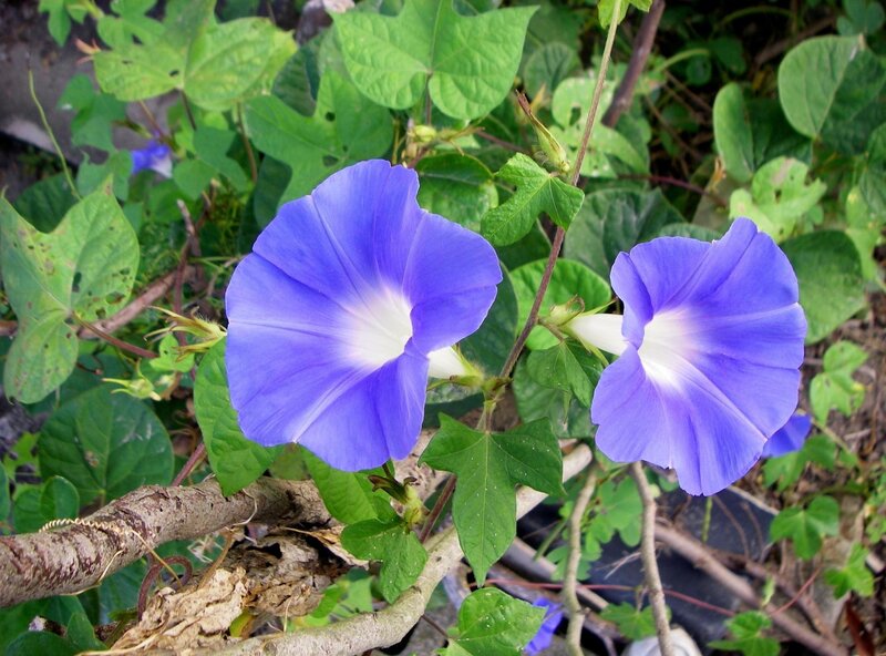 Purple Morning Glory Flowers — Blue