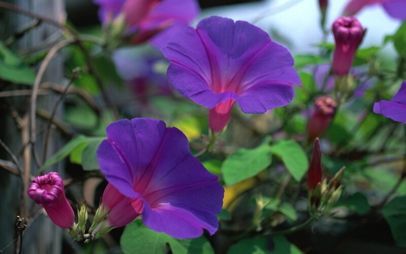 Purple Morning Glory Flowers — Calm, Photograph, Green Leaves, Flower Buds