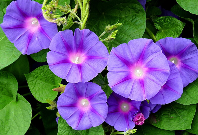 Purple Morning Glory Flowers — Calm, Photograph, Green Leaves