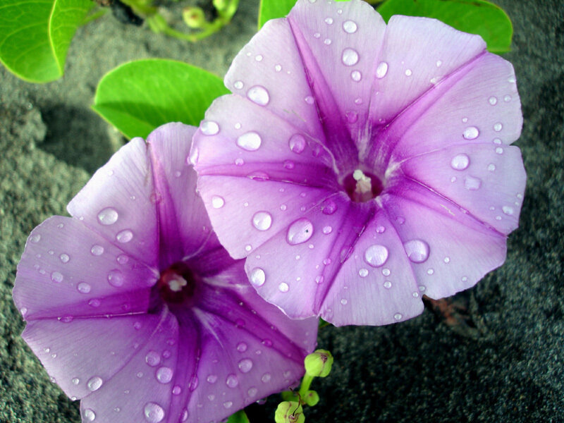 Purple Morning Glory Flowers — Calm