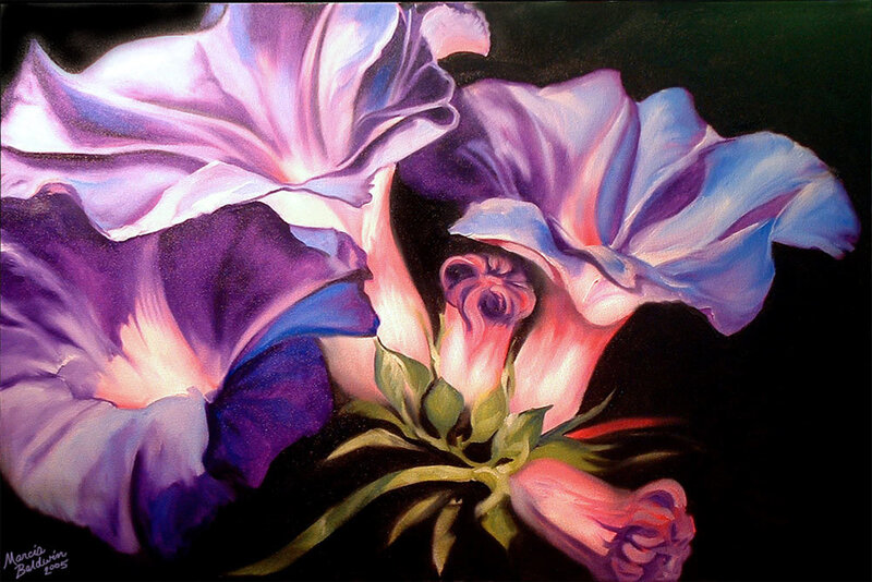 Purple Morning Glory Flowers — Dramatic