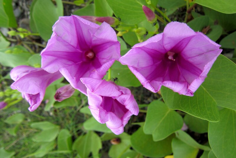 Purple Morning Glory Flowers — Natural