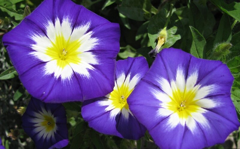Purple Morning Glory Flowers — Serene, Afternoon, Photograph