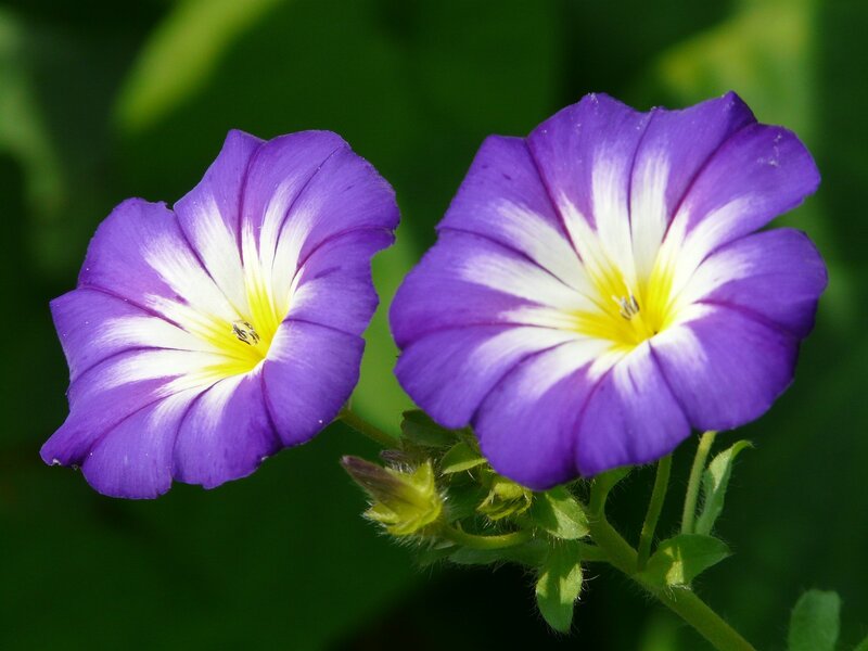 Purple Morning Glory Flowers — Serene, Photograph, Leaves