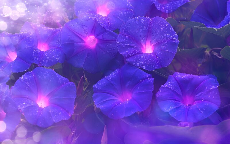 Purple Morning Glory Flowers — Serene, Photograph, Water Droplets