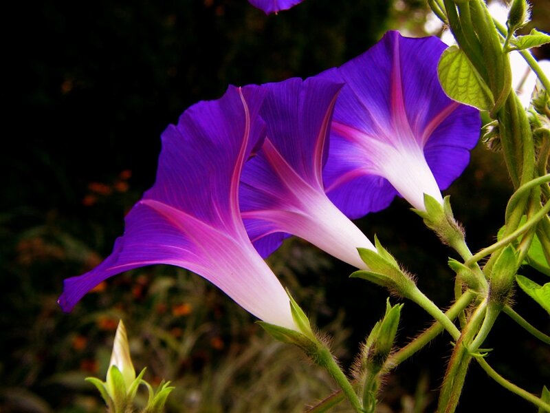 Purple Morning Glory Flowers — Serene