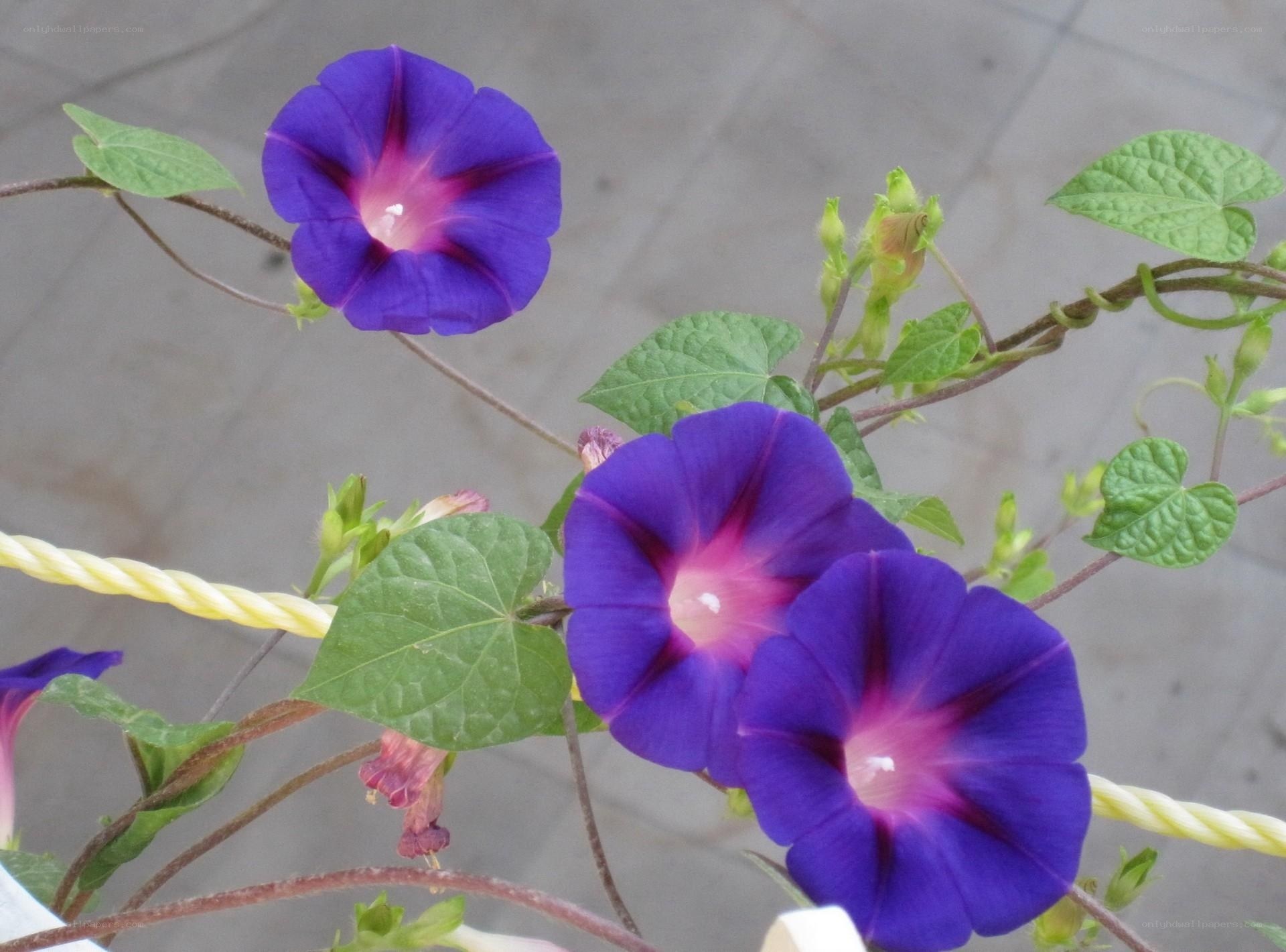 Purple morning glory flowers