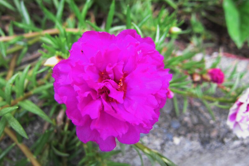 Purple Moss Rose Flower