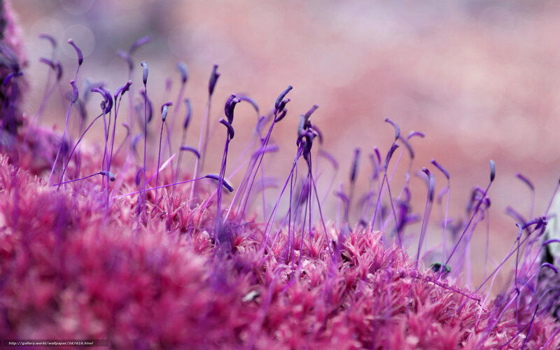 Purple moss with spore capsules