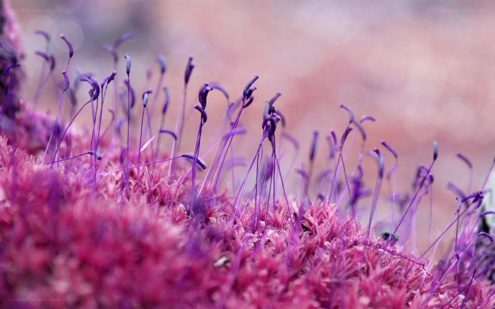 Purple moss with spore capsules