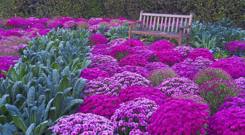 Purple Mums and Kale — Serene, Autumn