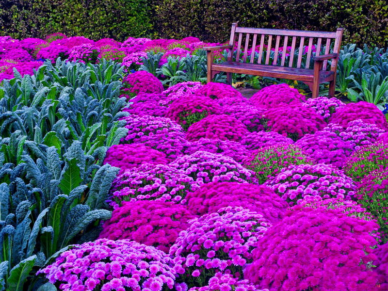 Purple Mums and Kale — Serene