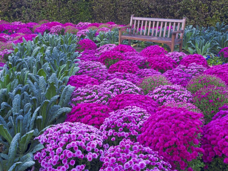 Purple Mums and Kale