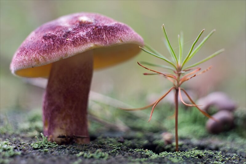 Purple Mushroom and Pine Sprout — Natural