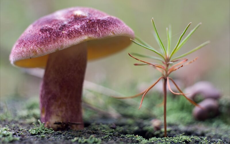 Purple Mushroom and Pine Sprout