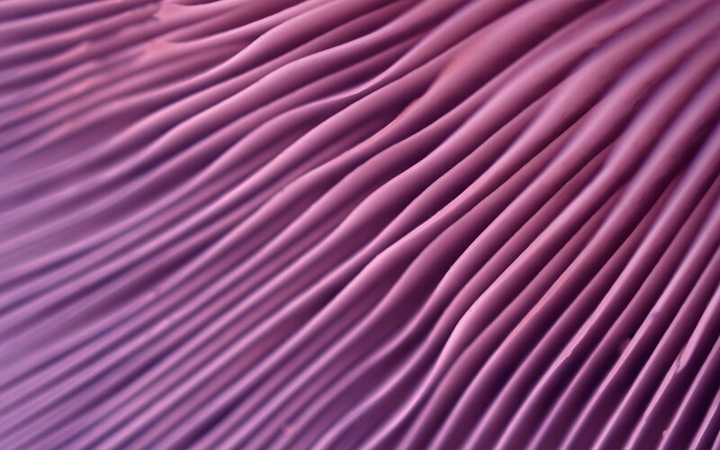 purple mushroom gills
