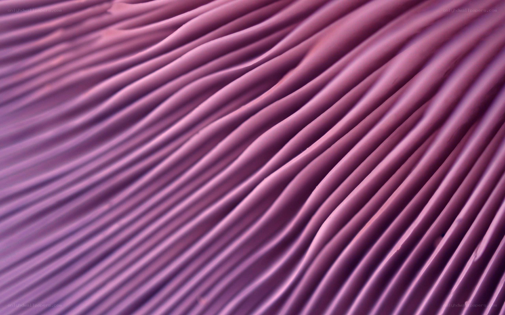 purple mushroom gills