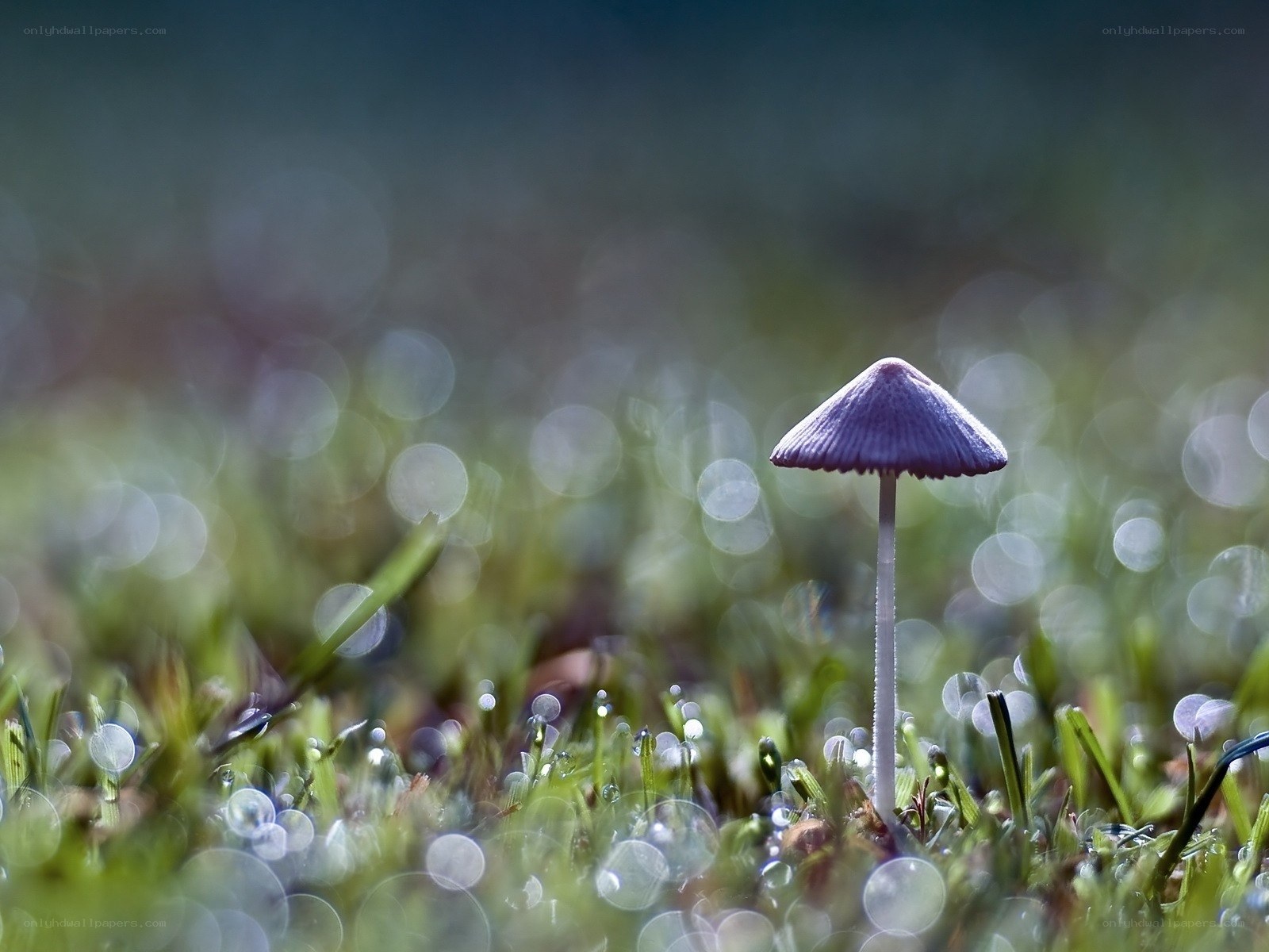 Purple mushroom in dewy grass
