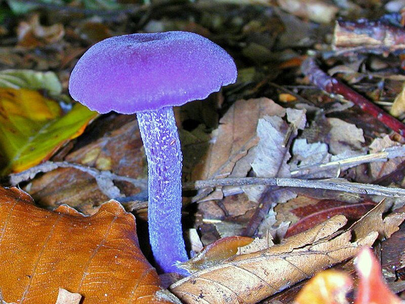 Purple Mushroom in Forest — Natural, Autumn