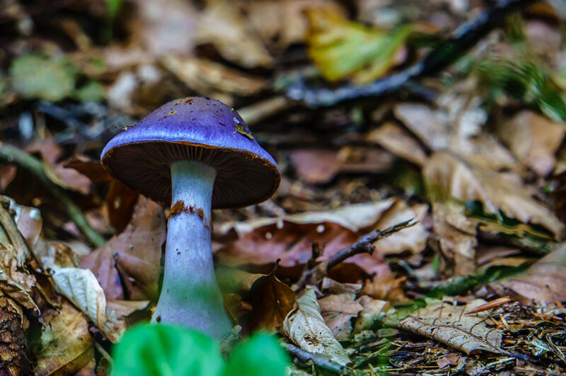 Purple Mushroom in Forest — Natural