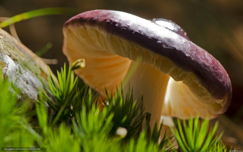Purple mushroom in forest