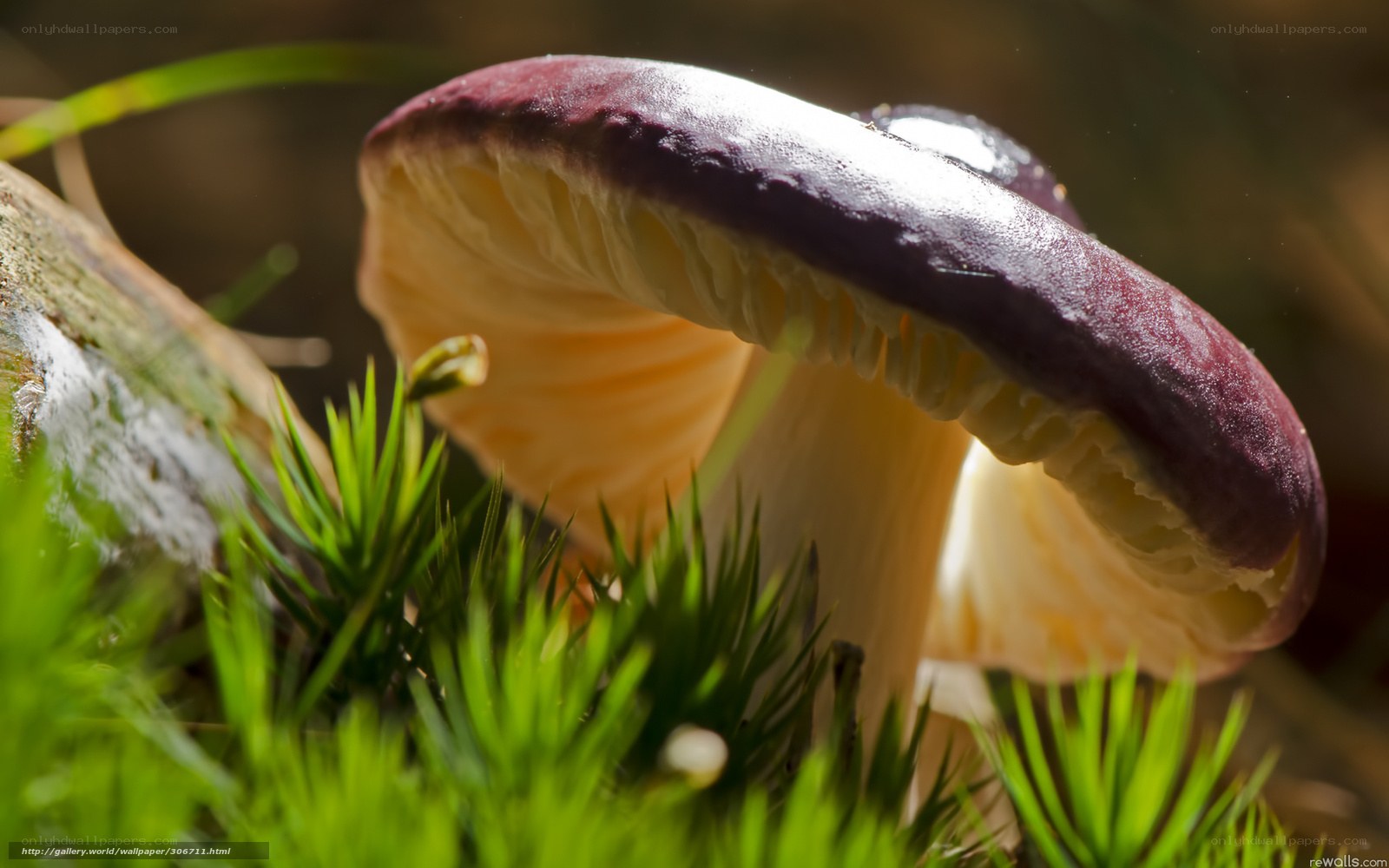 Purple mushroom in forest
