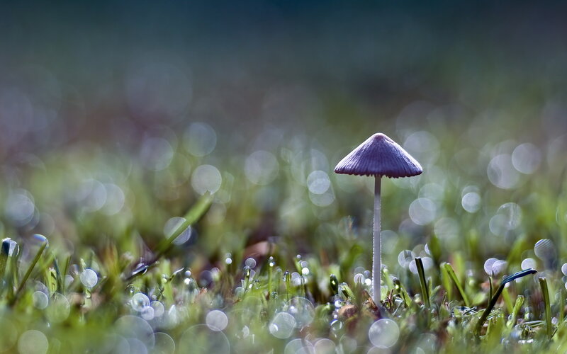 Purple mushroom in grass