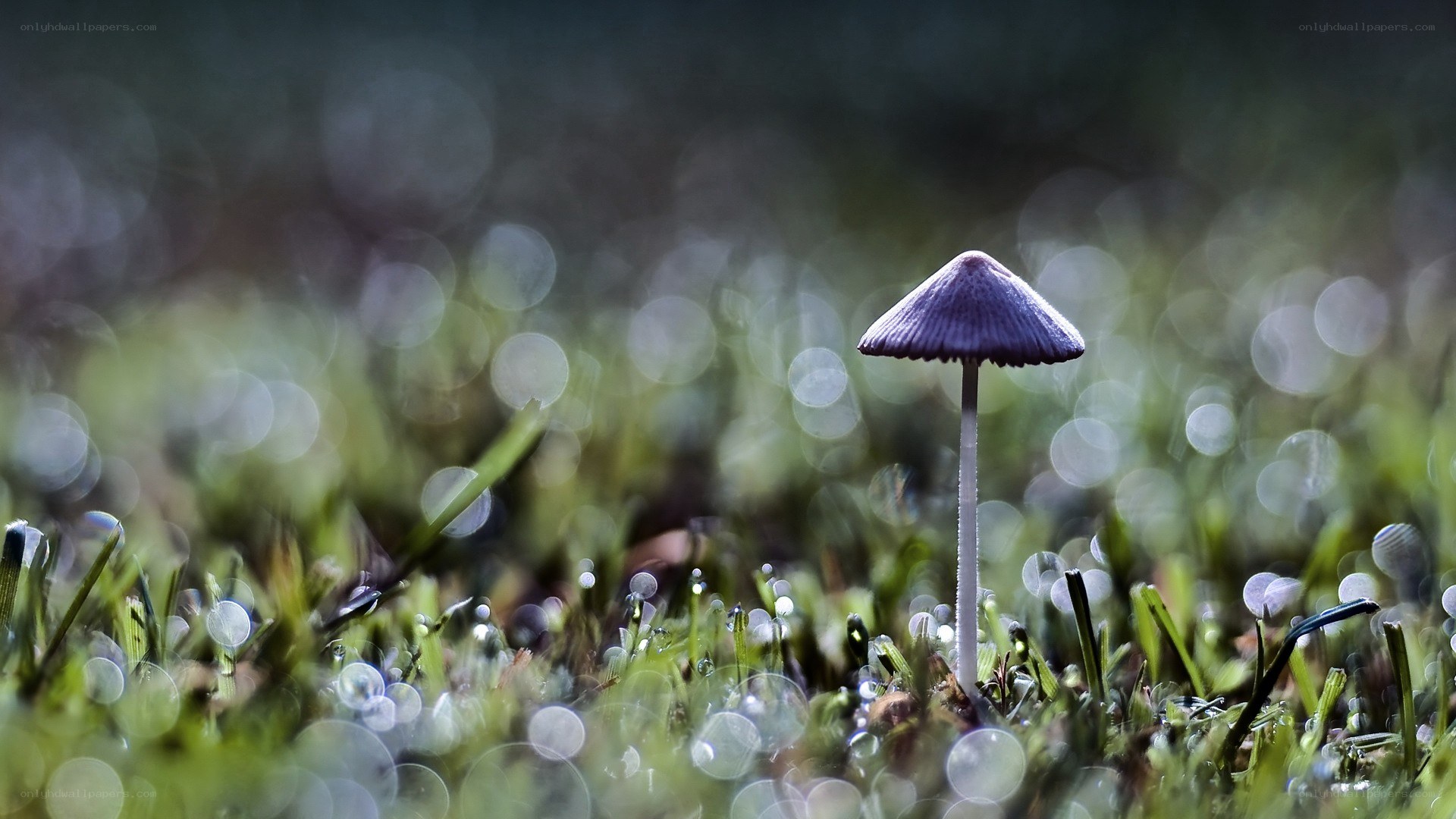 Purple mushroom in grass