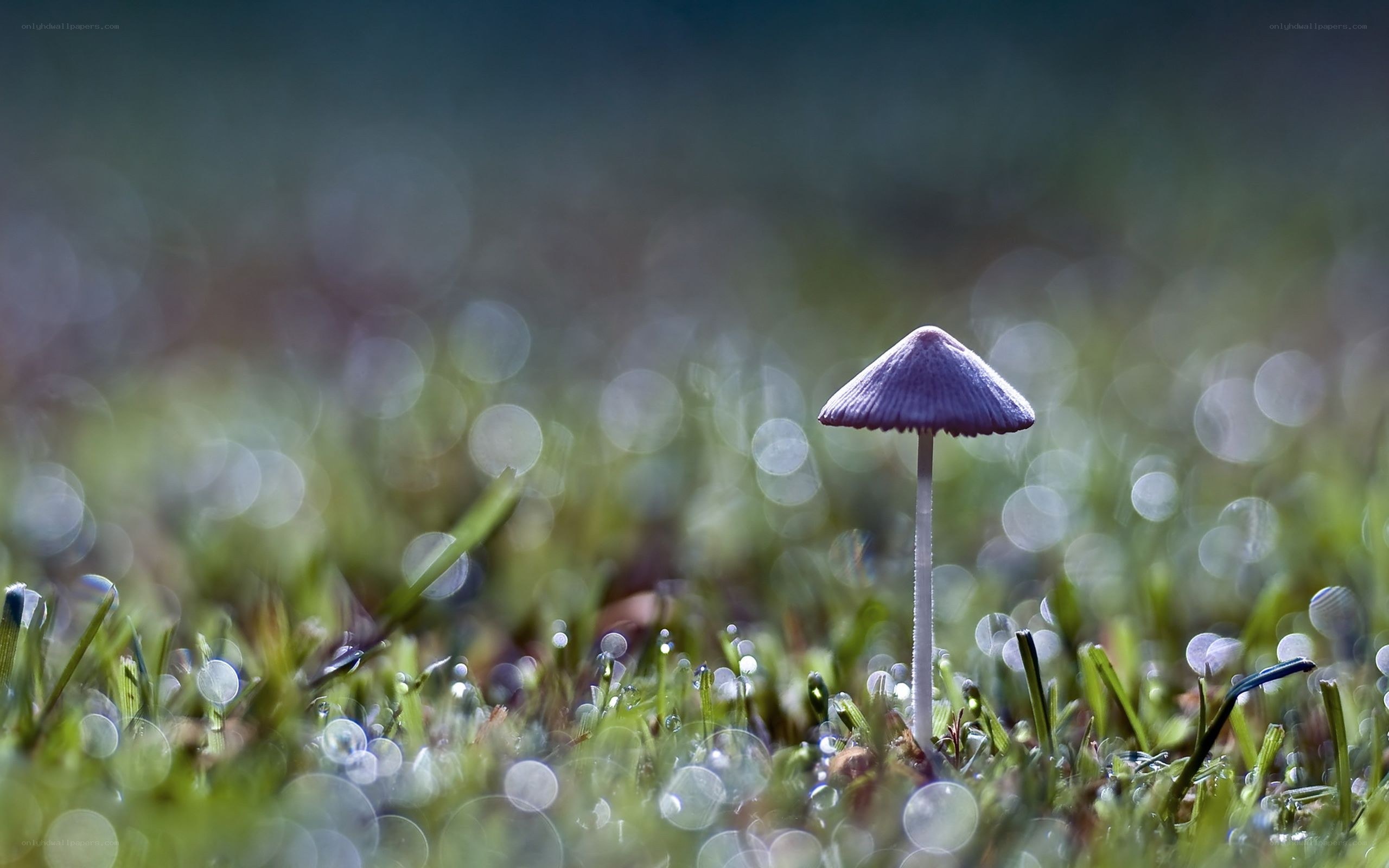 Purple mushroom in grass