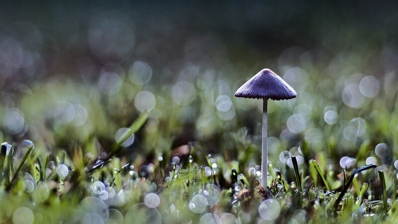 Purple Mushroom in Grass — Green, Serene