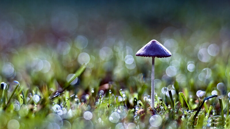 Purple Mushroom in Grass — Green