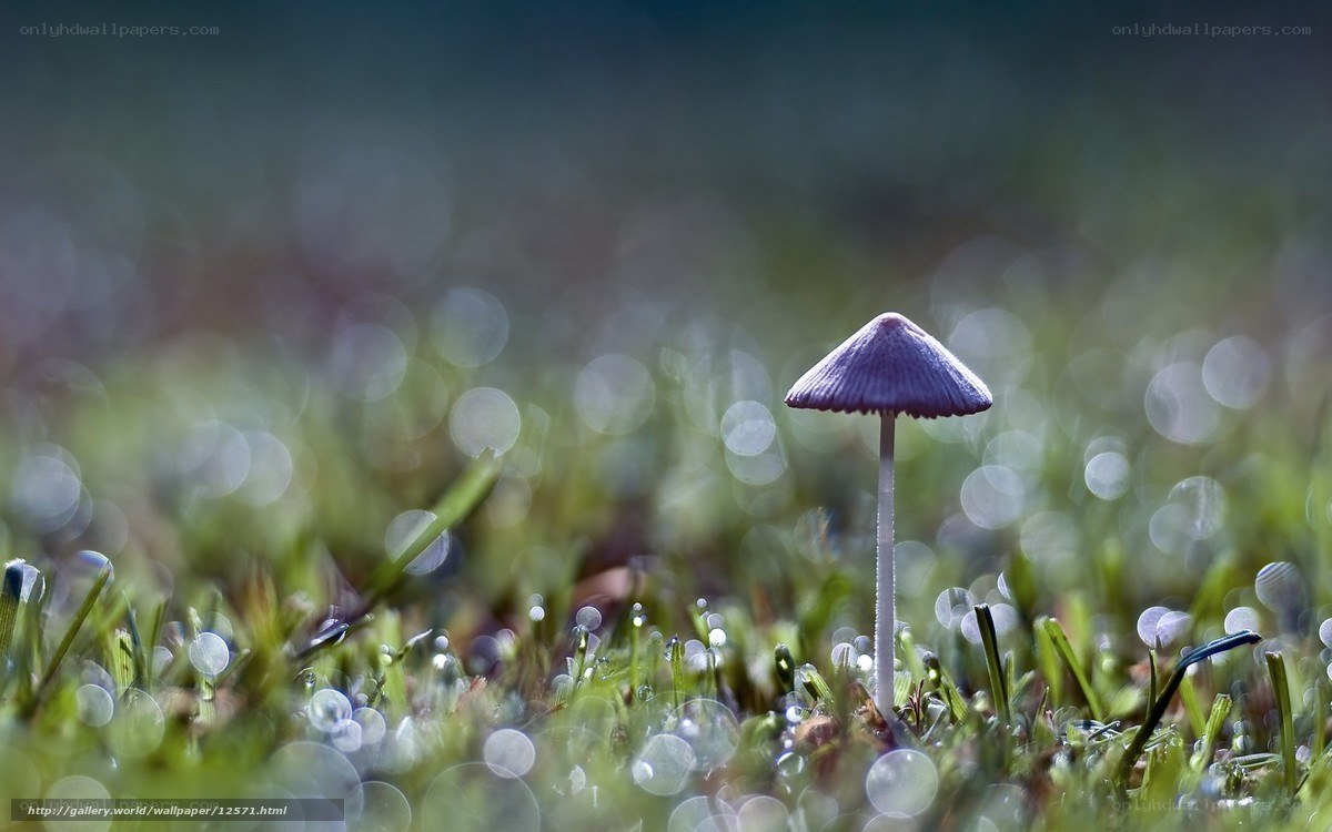 Purple mushroom in grass