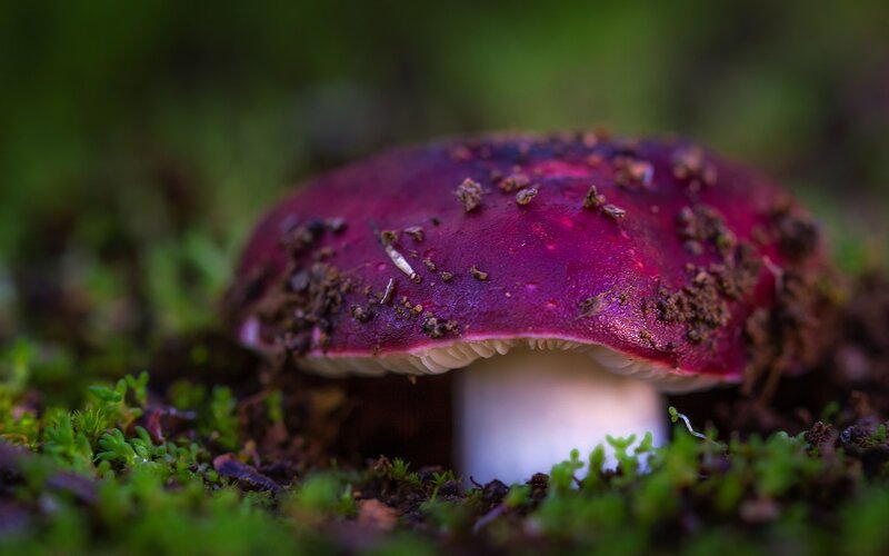 Purple Mushroom in Moss — Natural