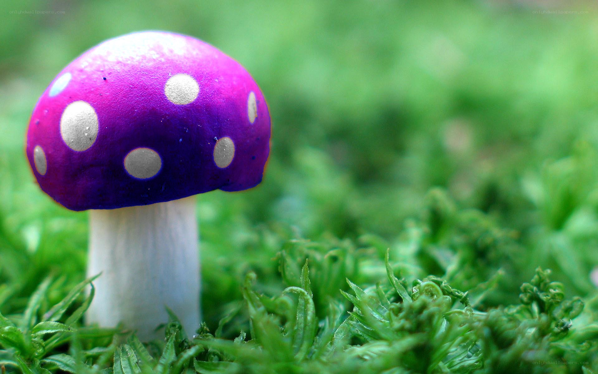 purple mushroom in moss