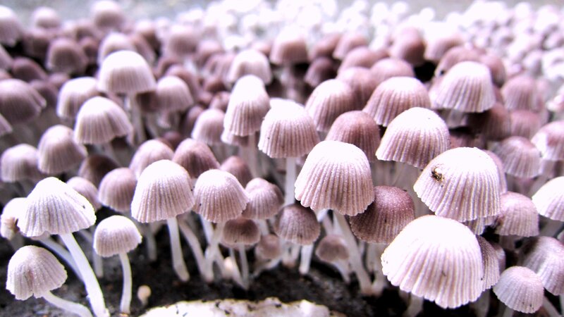 Purple Mushrooms Growing