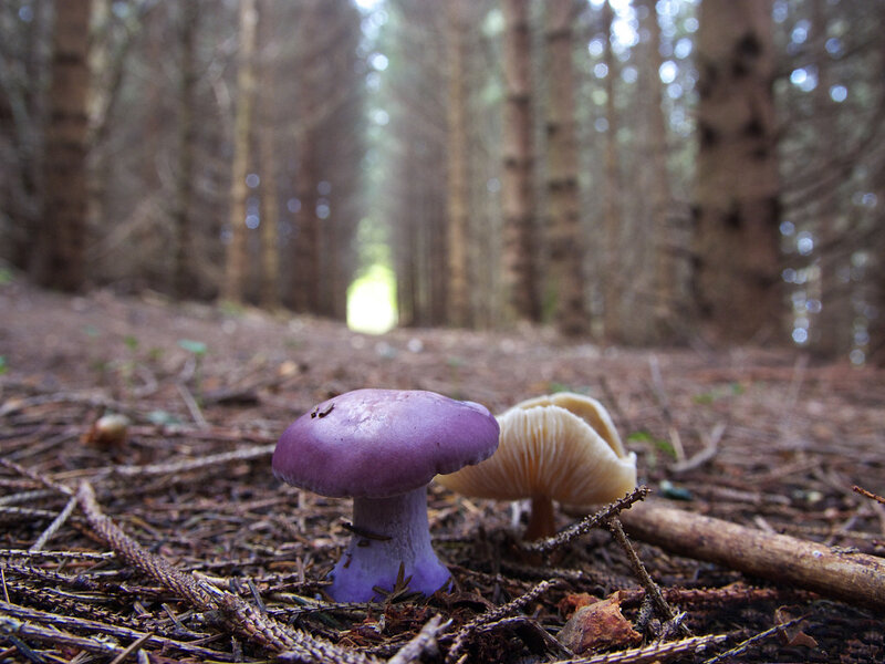 Purple mushrooms in forest