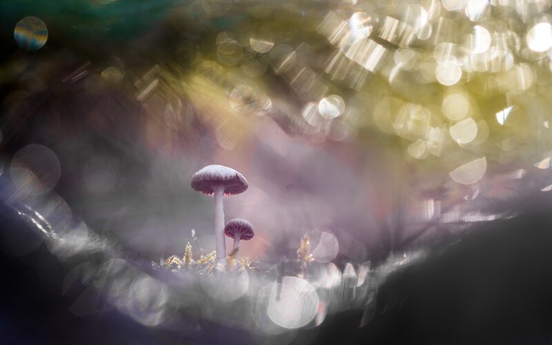 Purple Mushrooms in Forest — Dreamy