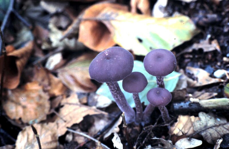 Purple Mushrooms in Forest — Natural