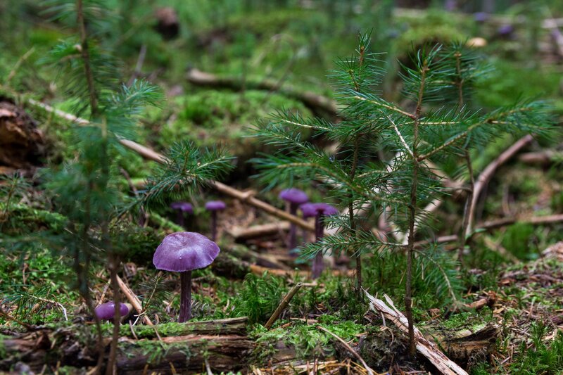 Purple mushrooms in forest