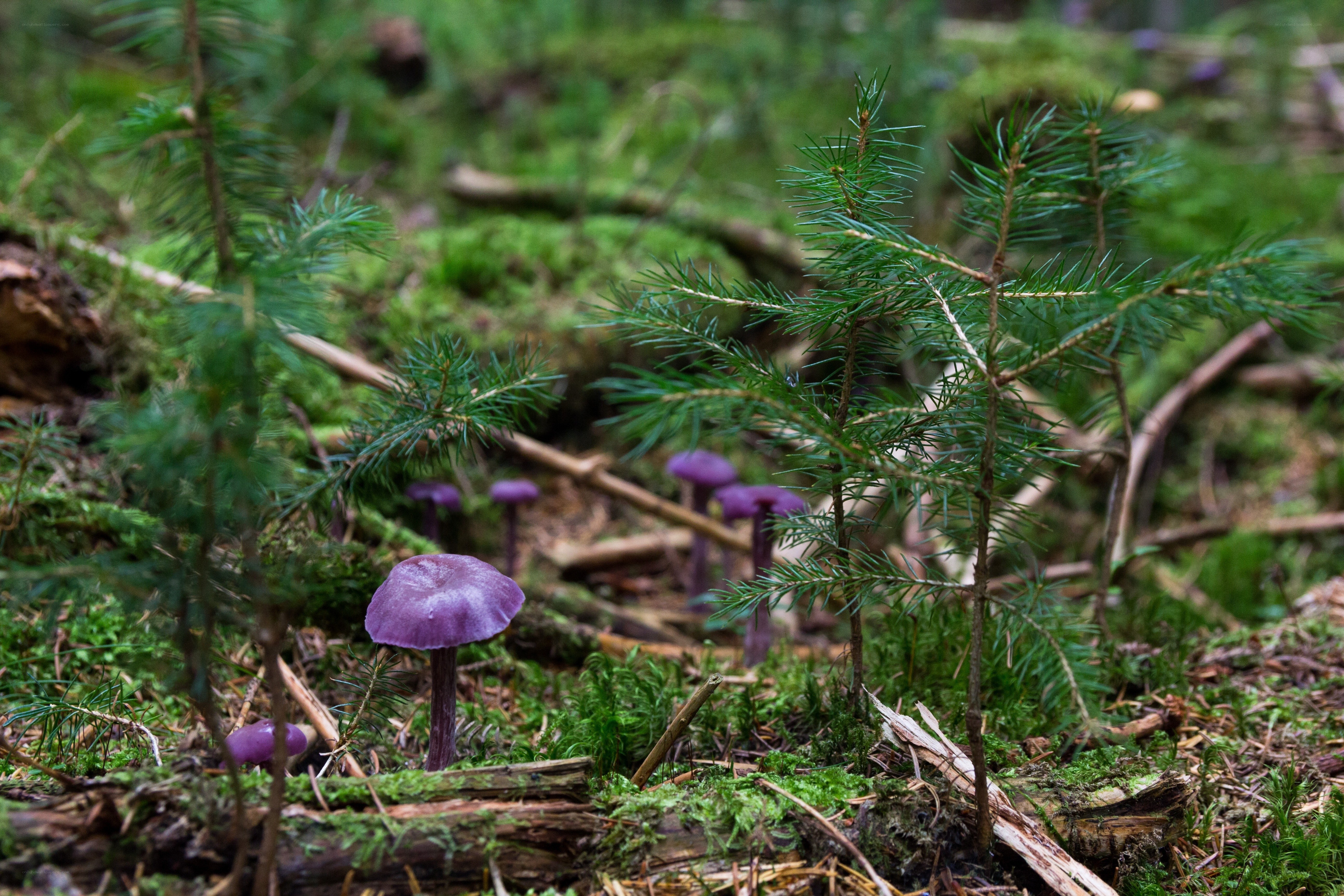 Purple mushrooms in forest
