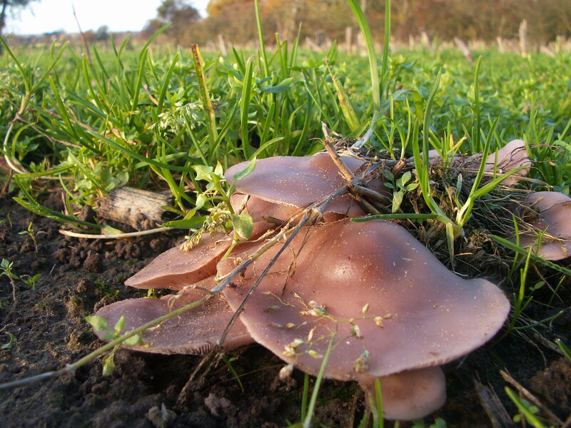 Purple Mushrooms in Grass