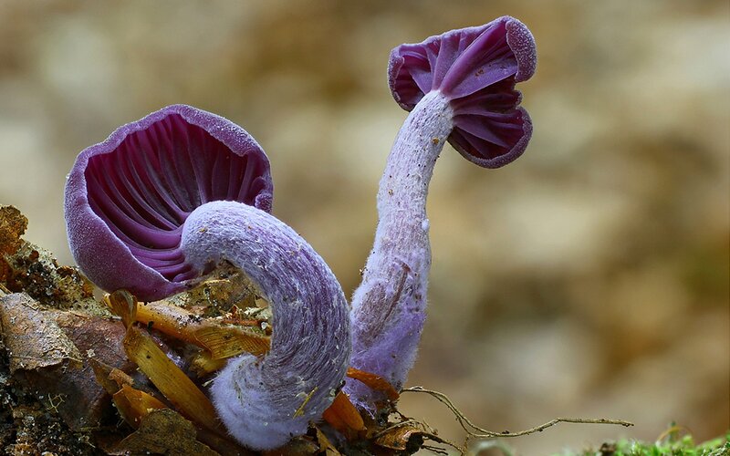 Purple Mushrooms on Forest Floor