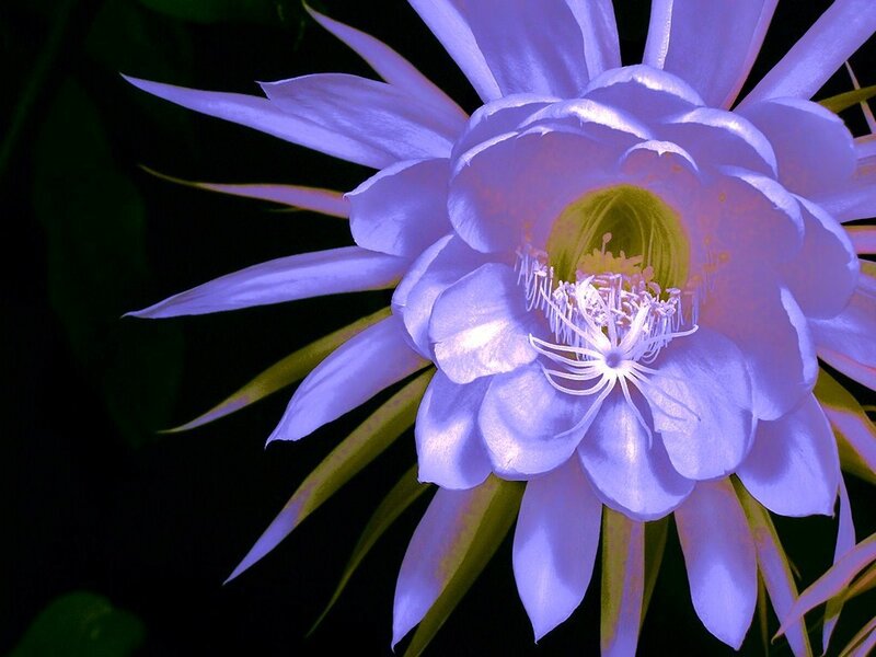 purple night-blooming cactus flower