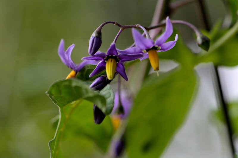 Purple Nightshade Flowers — Calm