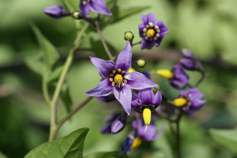 Purple Nightshade Flowers — Natural