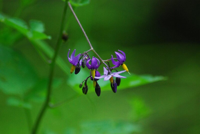 Purple Nightshade Flowers